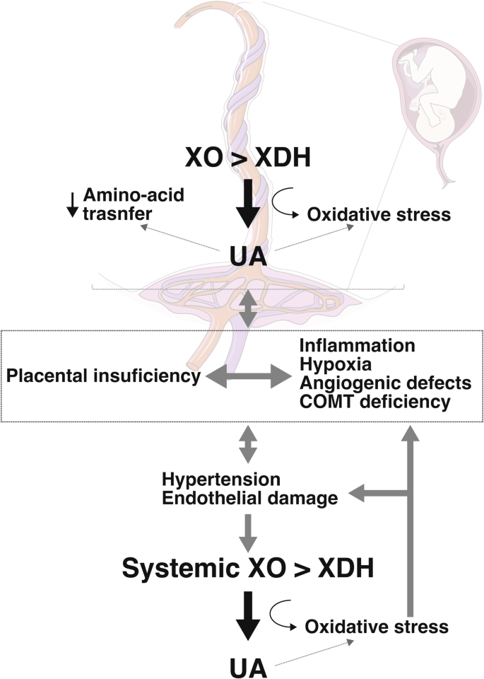 Risk of preeclampsia in pregnant individuals with chronic kidney disease: a framework from Chinese cohort.