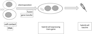 Feasibility Study for the Use of Gene Electrotransfer and Cell Electrofusion as a Single-Step Technique for the Generation of Activated Cancer Cell Vaccines.