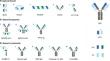 Clinical Progresses and Challenges of Bispecific Antibodies for the Treatment of Solid Tumors.