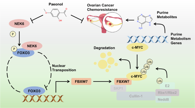 NEK6 dampens FOXO3 nuclear translocation to stabilize C-MYC and promotes subsequent de novo purine synthesis to support ovarian cancer chemoresistance