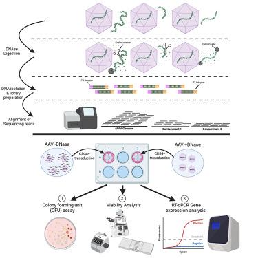 DNA Contamination Within Recombinant Adeno Associated Virus (AAV) Preparations Correlates with Decreased CD34+ Cell Clonogenic Potential