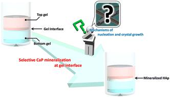 Selective mineralization at hydrogel interface induced by fusion between peptide hydrogels