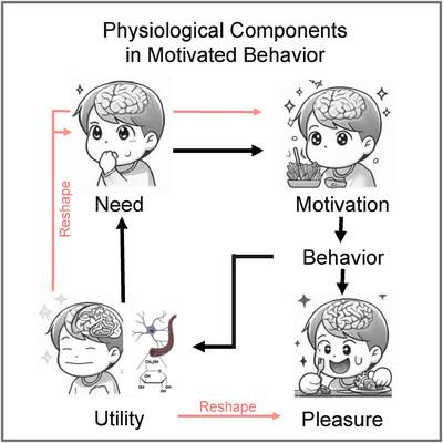 A unified theoretical framework underlying the regulation of motivated behavior.