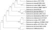 Antilisterial and antioxidant exopolysaccharide from Enterococcus faecium PCH.25 isolated from cow butter: characterization and probiotic potential.