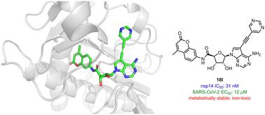 Discovery of highly potent SARS-CoV-2 nsp14 methyltransferase inhibitors based on adenosine 5'-carboxamides.