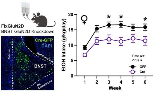 BNST GluN2D-containing NMDARs contribute to ethanol intake but not negative affective behaviors in female mice.