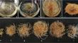 In vitro adventitious root culture system for optimal production of genistein in soybean (Glycine max L. Merrill)