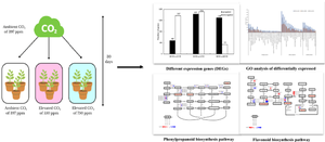 Transcriptomics and metabolomics analysis reveal metabolic regulation of Populus davidiana × P. bolleana response to elevated CO2