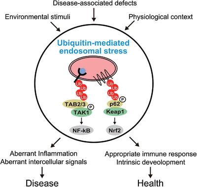 Ubiquitin-mediated endosomal stress: A novel organelle stress of early endosomes that initiates cellular signaling pathways: USP8 serves as a gatekeeper of ubiquitin-mediated endosomal stress to counteract the activation of cellular signaling pathways.