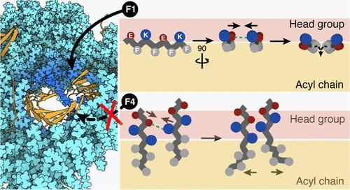 Pore Formation by Amyloid-like Peptides: Effects of the Nonpolar-Polar Sequence Pattern.