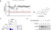 Corynoline protects chronic pancreatitis via binding to PSMA2 and alleviating pancreatic fibrosis.