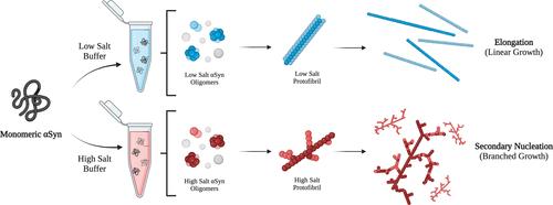 Single-Molecule Fingerprinting Reveals Different Growth Mechanisms in Seed Amplification Assays for Different Polymorphs of α-Synuclein Fibrils.