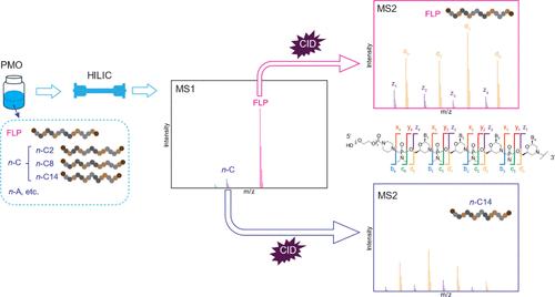 Sequencing of Phosphorodiamidate Morpholino Oligomers by Hydrophilic Interaction Chromatography Coupled to Tandem Mass Spectrometry.