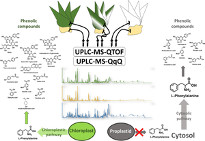 Chlorophyll deficiency in Agave angustifolia Haw.: unveiling the impact on secondary metabolite production.