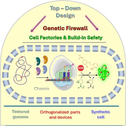 Advanced and Safe Synthetic Microbial Chassis with Orthogonal Translation System Integration.