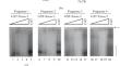 Xmas-2 Protein, the Core Protein of the TREX-2 mRNA Export Complex, Does not Determine the Specificity of ras2 mRNA Binding by the Complex.