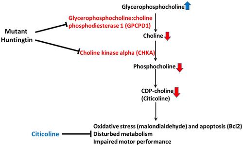 Dysregulation of choline metabolism and therapeutic potential of citicoline in Huntington's disease.