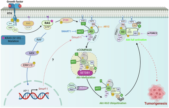 PDK1 neddylation by Smurf1 drives Akt activation