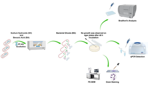 Comparative analysis of Escherichia coli Nissle 1917 ghosts quality: a study of two chemical methods.