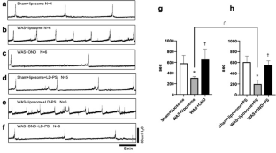 Intravesical nerve growth factor antisense therapy for bladder hypersensitivity induced by psychological stress.