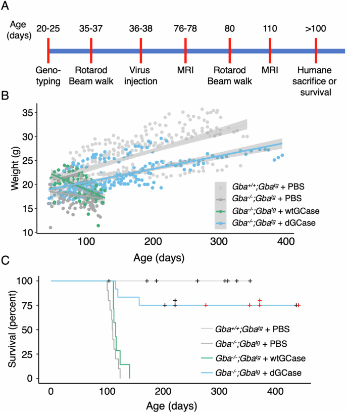 Efficacy of an AAV vector encoding a thermostable form of glucocerebrosidase in alleviating symptoms in a Gaucher disease mouse model