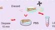 Identification and culture of functional salivary gland ductal epithelial cells.