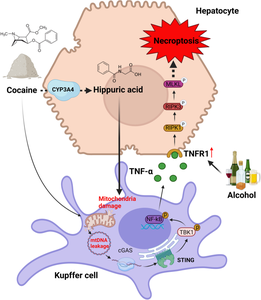 Cocaine-derived hippuric acid activates mtDNA-STING signaling in alcoholic liver disease: Implications for alcohol and cocaine co-abuse.