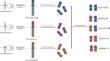 Inhibin subunit beta B (INHBB): an emerging role in tumor progression.