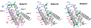 Posttranslational modifications in spider silk influence conformation and dimerization dynamics