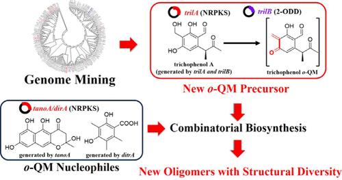 Targeted Discovery of a Natural <i>ortho</i>-Quinone Methide Precursor and Green Generation of Its Oligomers.