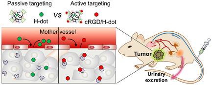 Renal Clearable H-Dots Leveraging Ligand Complexation for Enhanced Active Tumor Targeting