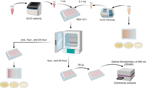 Deletions of ttrA and pduA genes in Salmonella enterica affect survival within chicken-derived HD-11 macrophages.