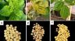 Passiflora virus Y in soybean: High susceptibility of soybean cultivars, unlikely transmission trough seeds and no detection of the virus in fields from São Paulo state, Brazil