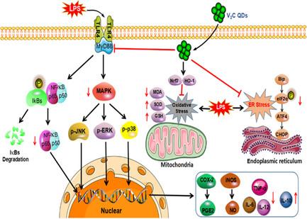 Vanadium Carbide Quantum Dots Exert Efficient Anti-Inflammatory Effects in Lipopolysaccharide-Induced BV2 Microglia and Mice