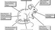 The mouse metabolic phenotyping center (MMPC) live consortium: an NIH resource for in vivo characterization of mouse models of diabetes and obesity.