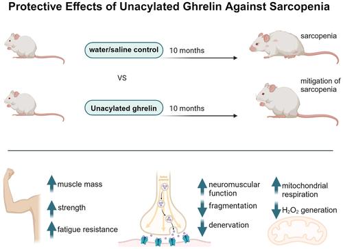 Unacylated Ghrelin Protects Against Age-Related Loss of Muscle Mass and Contractile Dysfunction in Skeletal Muscle.