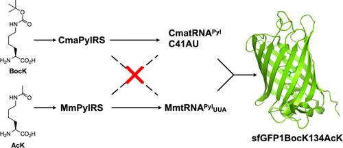 Directed Evolution of Candidatus Methanomethylophilus alvus Pyrrolysyl-tRNA Synthetase for the Genetic Incorporation of Two Different Noncanonical Amino Acids in One Protein