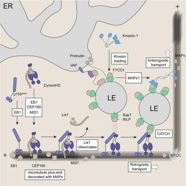 Systems mapping of bidirectional endosomal transport through the crowded cell