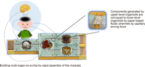 Rapid fabrication of modular 3D paper-based microfluidic chips using projection-based 3D printing