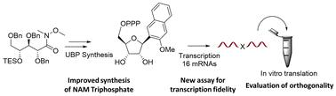 Improved synthesis of the unnatural base NaM, and evaluation of its orthogonality in in vitro transcription and translation†