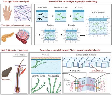 Super-Resolution Imaging in Collagen-Abundant Thick Tissues