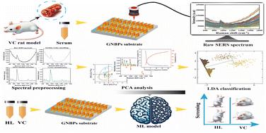 A machine learning-driven SERS platform for precise detection and analysis of vascular calcification