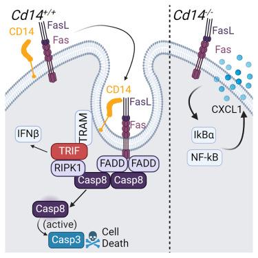 CD14 is a decision-maker between Fas-mediated death and inflammation.