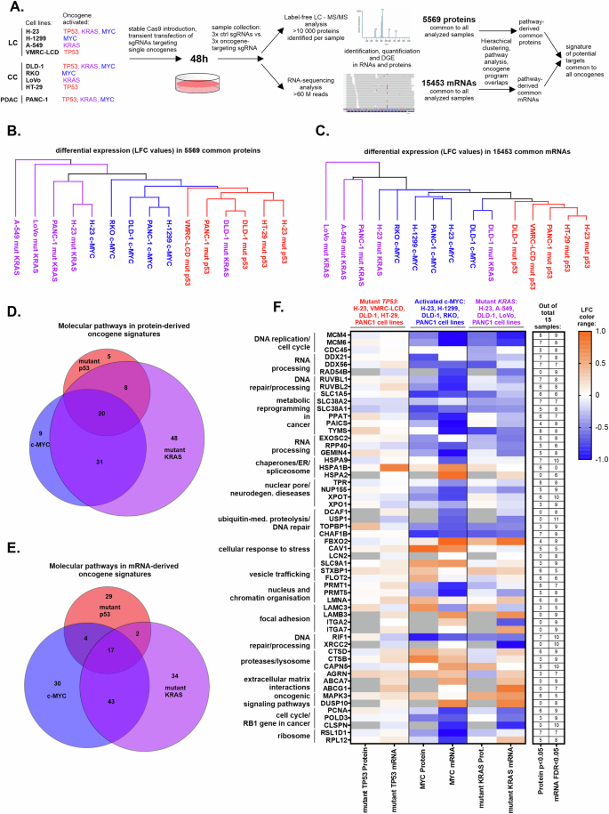 A common druggable signature of oncogenic c-Myc, mutant KRAS and mutant p53 reveals functional redundancy and competition among oncogenes in cancer.