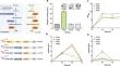 Engineering of fast-growing Vibrio natriegens for biosynthesis of poly(3-hydroxybutyrate-co-lactate).