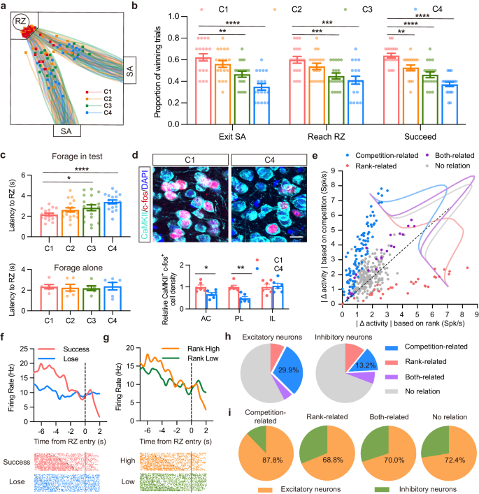 Postsynaptic lncRNA Sera/Pkm2 pathway orchestrates the transition from social competition to rank by remodeling the neural ensemble in mPFC.