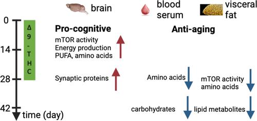 Bidirectional Effect of Long-Term Δ9-Tetrahydrocannabinol Treatment on mTOR Activity and Metabolome