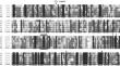 CYP74B34 Enzyme from Carrot (<i>Daucus carota</i>) with a Double Hydroperoxide Lyase/Epoxyalcohol Synthase Activity: Identification and Biochemical Properties.