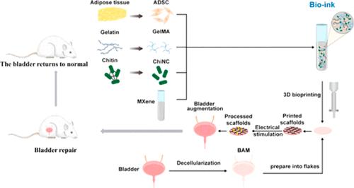 Electrostimulation-Based Decellularized Matrix Bladder Patch Promotes Bladder Repair in Rats.