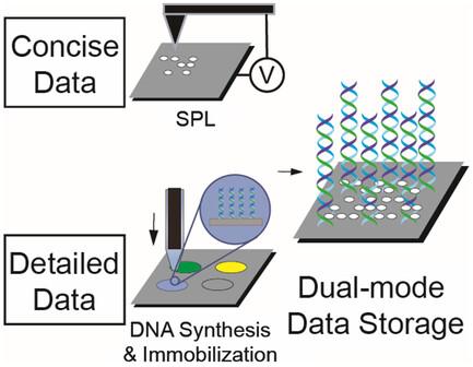 A Novel DNA-Based Dual-Mode Data Storage System with Interrelated Concise and Detailed Data